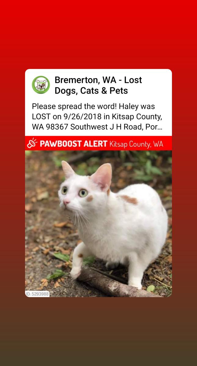 Image of Haley, Lost Cat