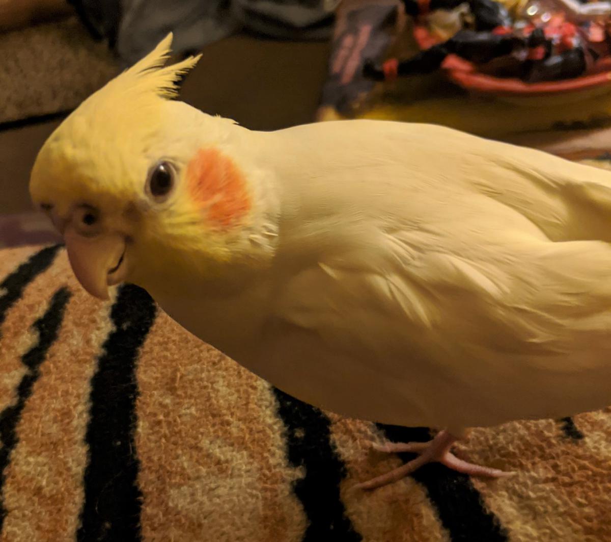 Image of Penny, Lost Bird
