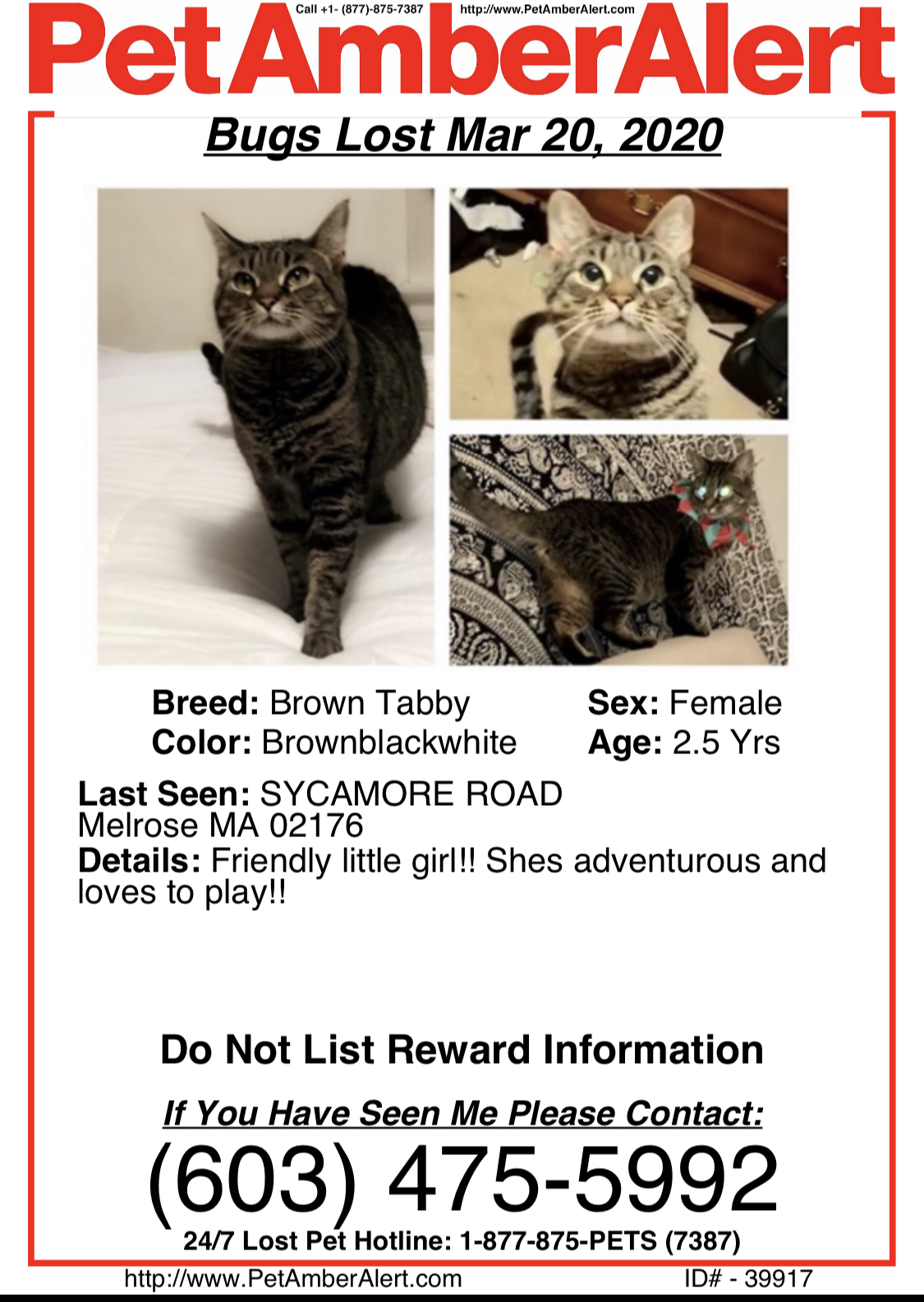 Image of BUGS, Lost Cat