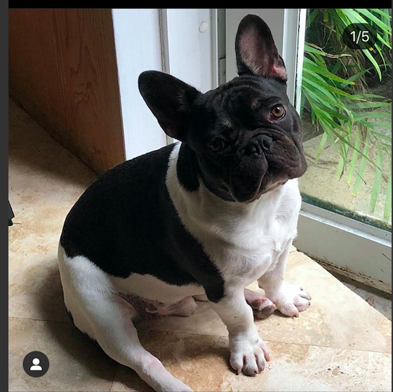 Image of Henry, Lost Dog