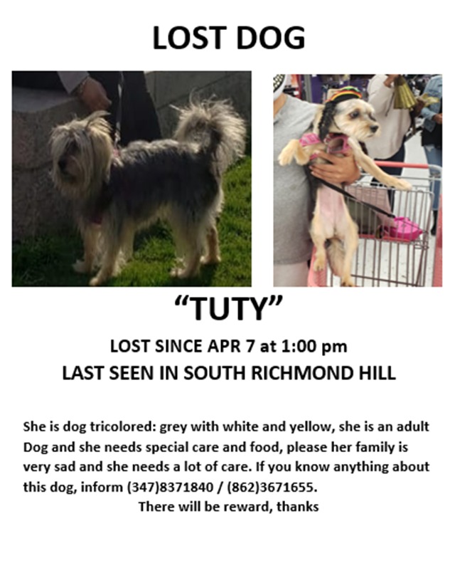 Image of Tuty, Lost Dog