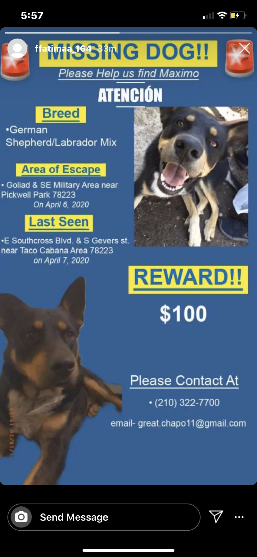 Image of Maximo, Lost Dog