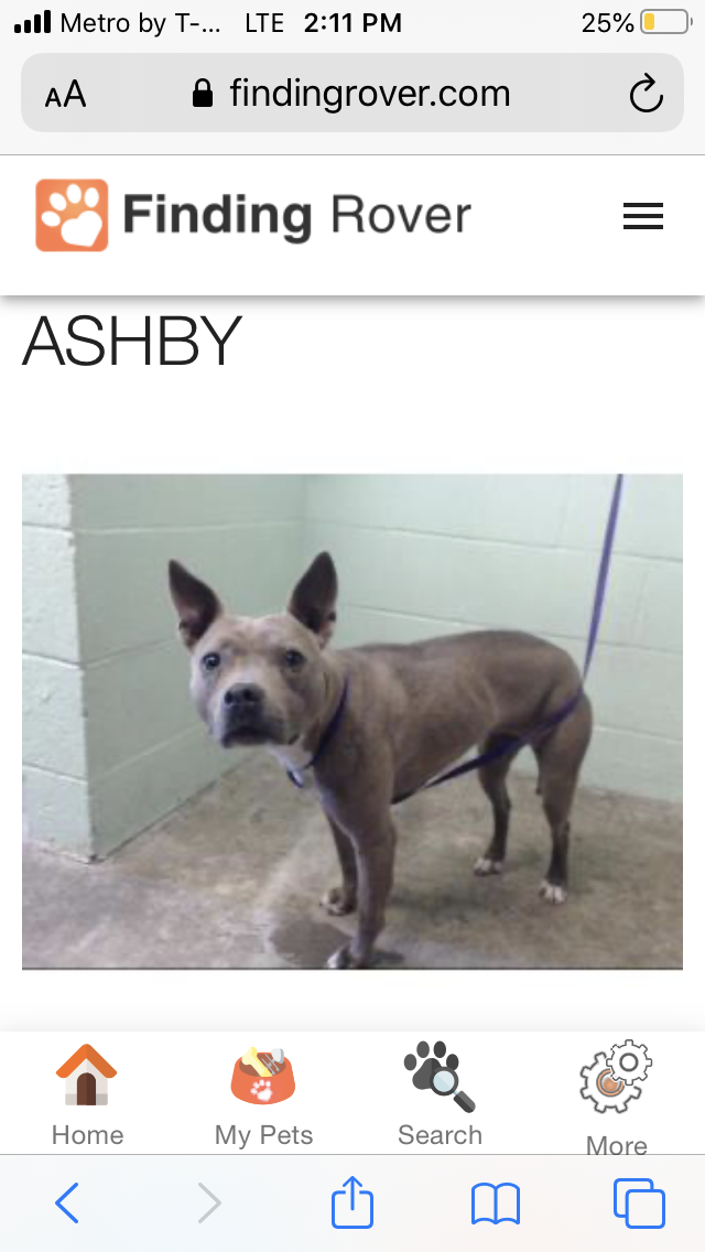 Image of Ashby, Lost Dog