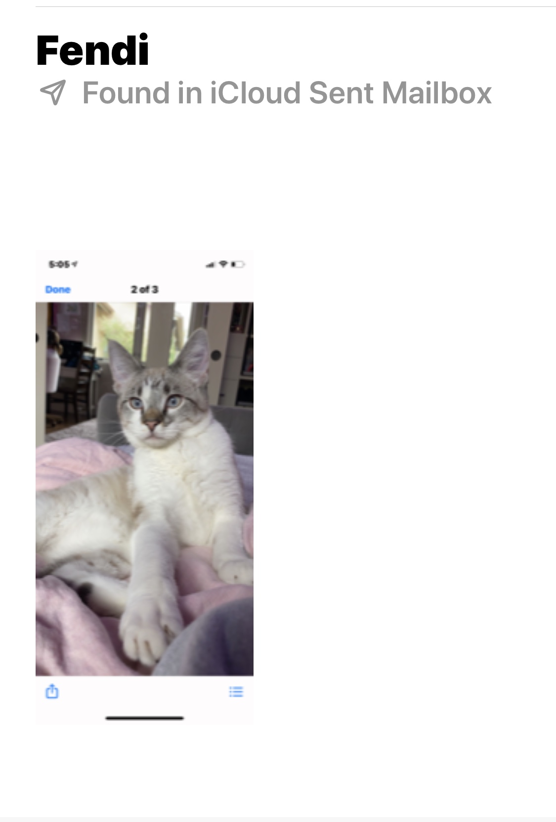 Image of Fendi, Lost Cat
