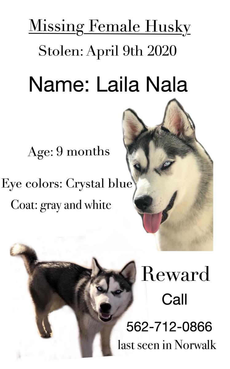 Image of Nala (Lyla), Lost Dog