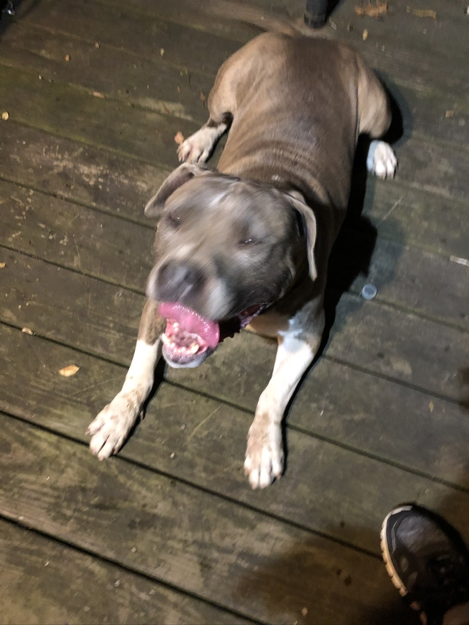 Image of Roger brown pit bull, Lost Dog