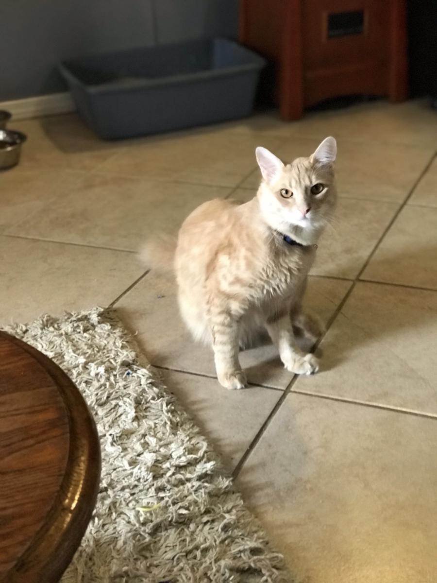 Image of Pebble, Lost Cat