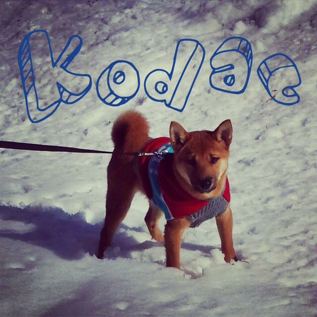 Image of Kodac, Lost Dog