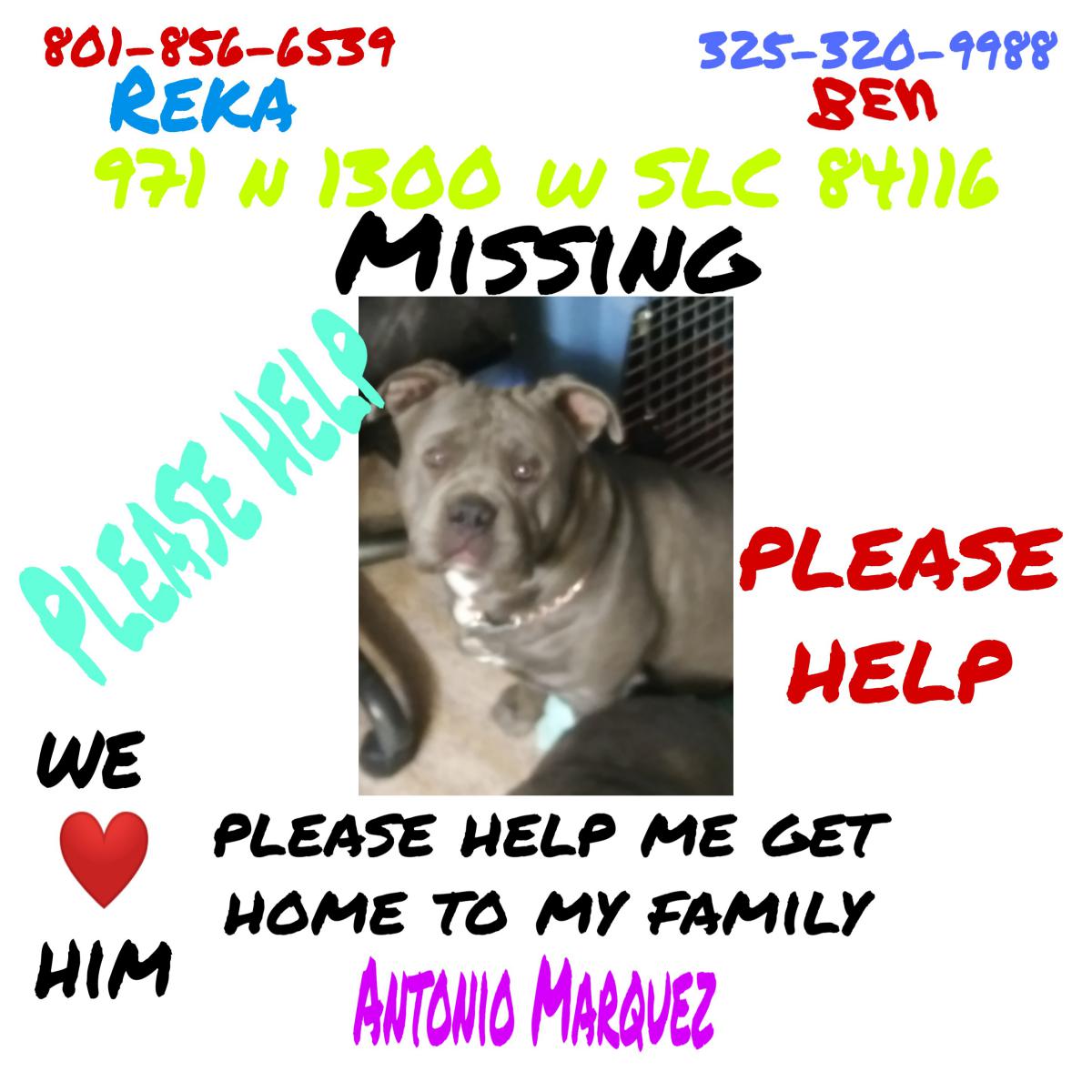 Image of Antonio Marquez, Lost Dog