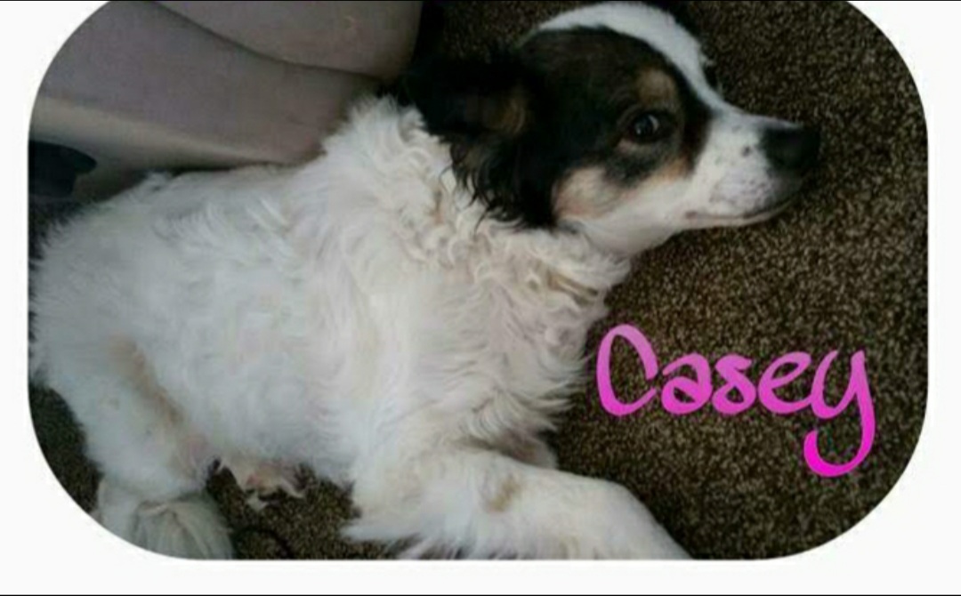 Image of CASEY, Lost Dog
