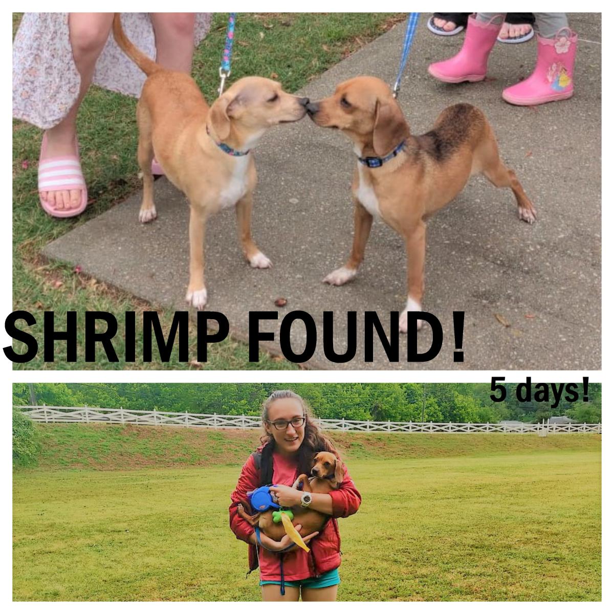 Image of Shrimp, Lost Dog