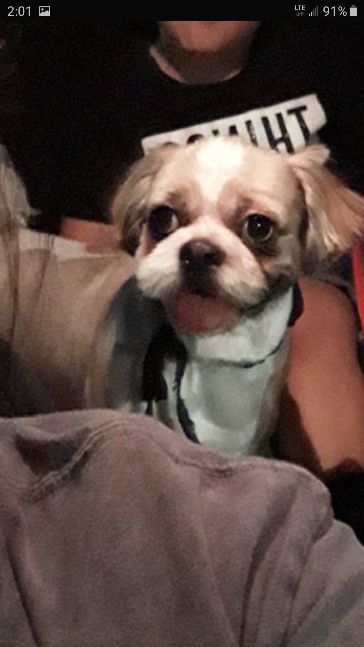 Image of Pichu, Lost Dog