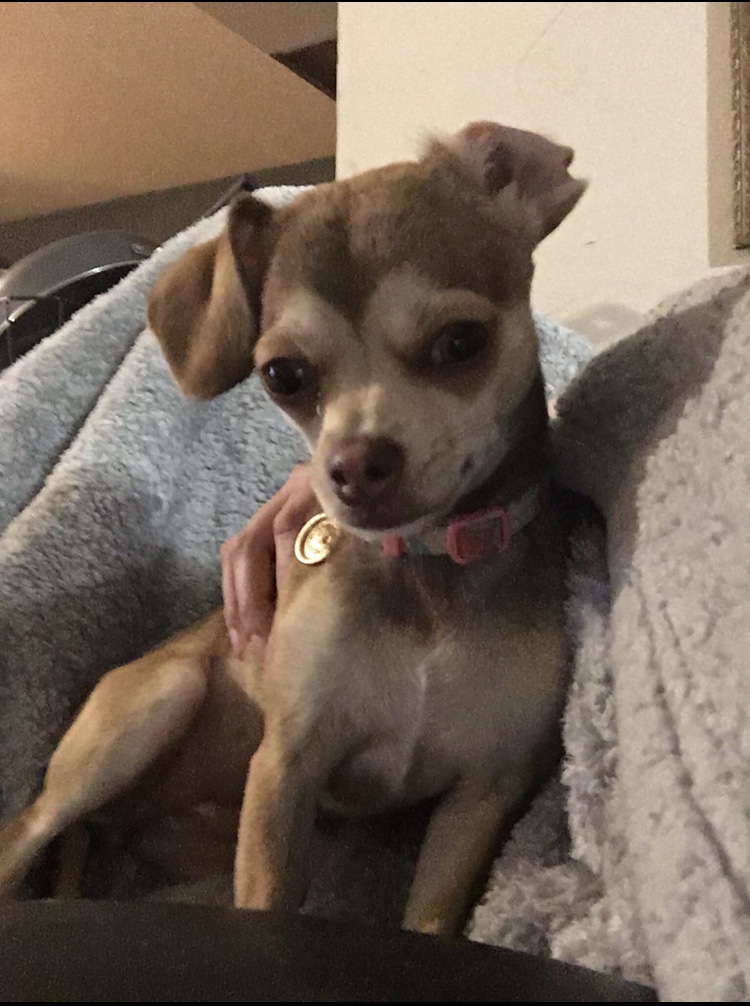 Image of Cookie Gracie, Lost Dog
