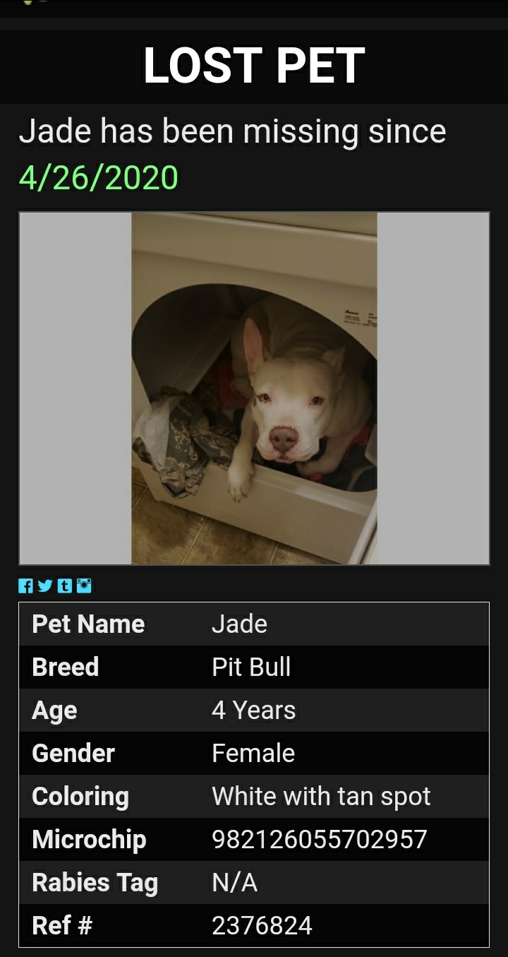 Image of Jade, Lost Dog