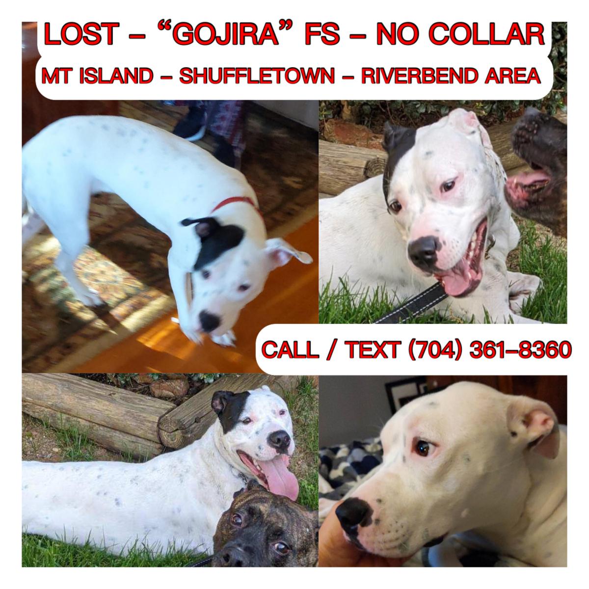 Image of Gojira, Lost Dog