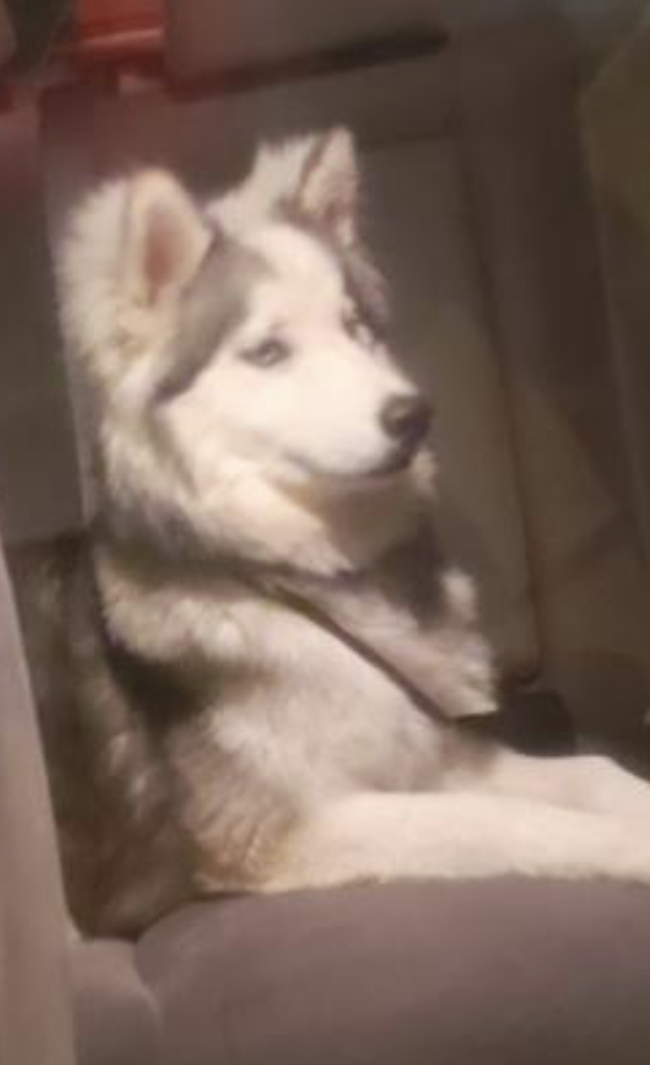 Image of Sansa, Lost Dog