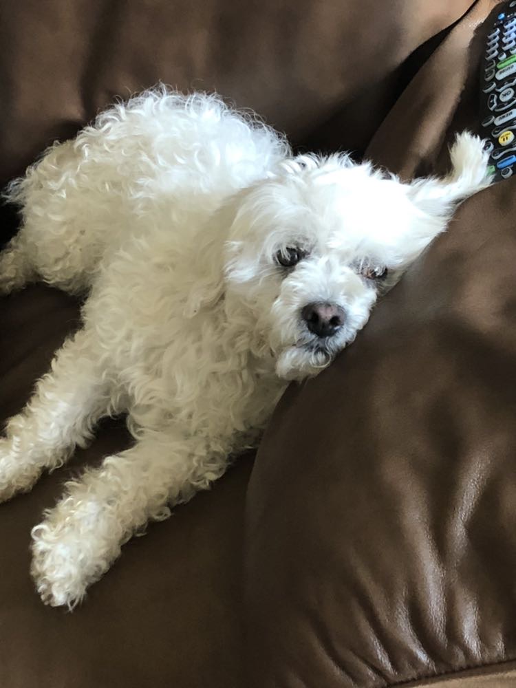 Image of chulo, Lost Dog