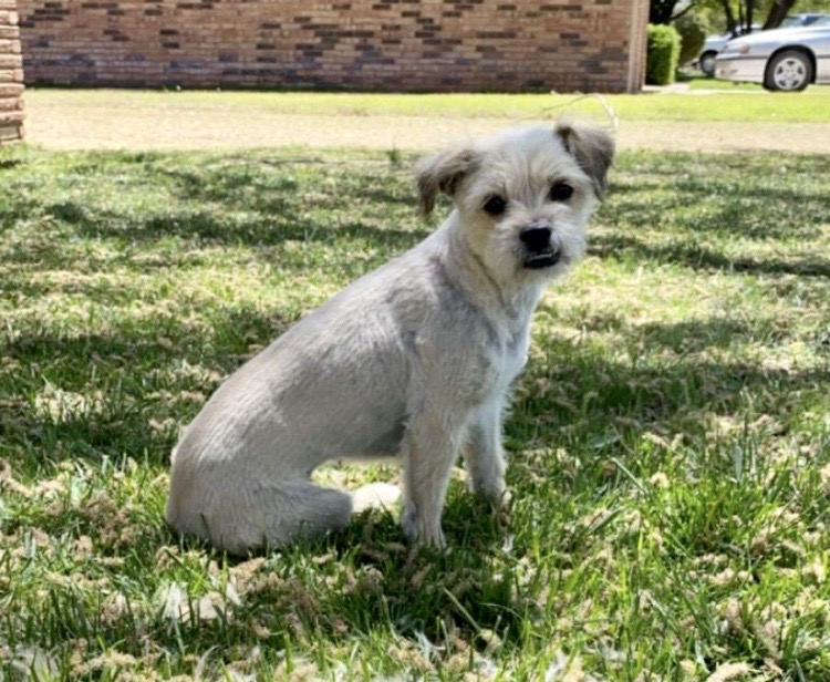 Image of Pupperz, Lost Dog