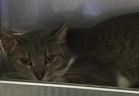 Image of Shelter name:Mildred, Found Cat