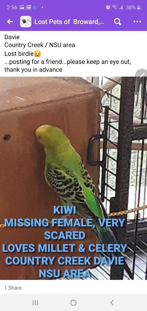Image of Kiwi, Lost Bird