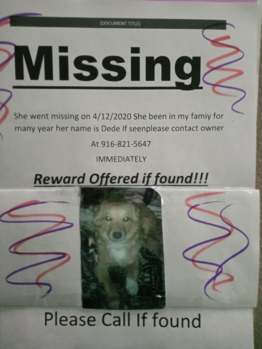 Image of DeDe, Lost Dog