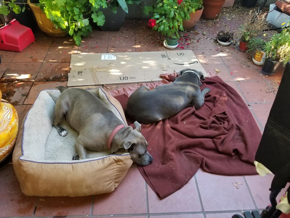 Image of 2 grey pitbulls, Found Dog