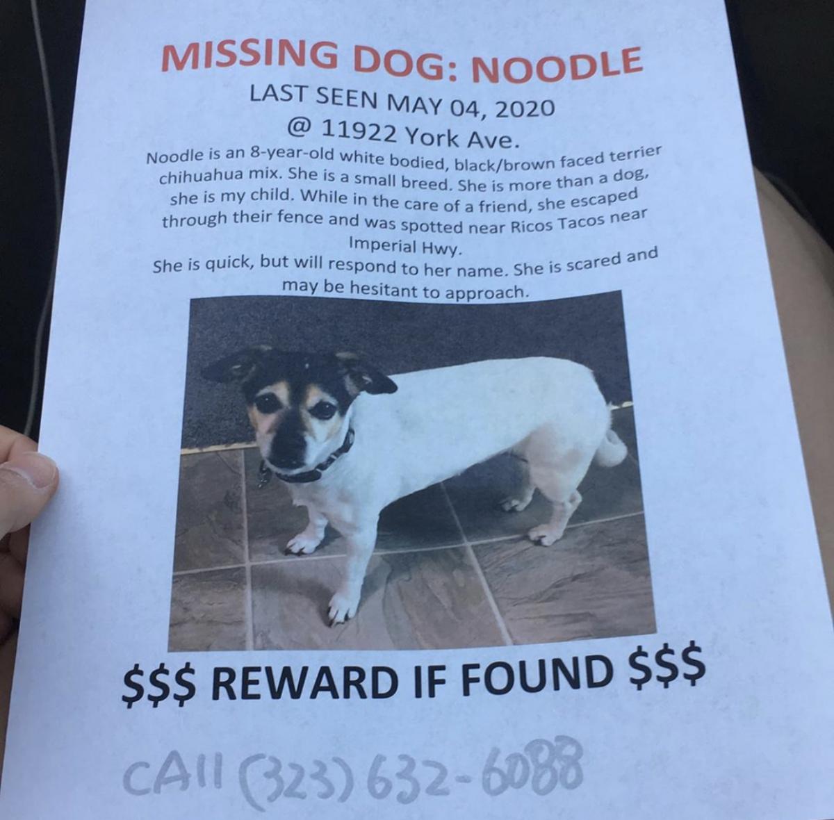 Image of Noodle, Lost Dog