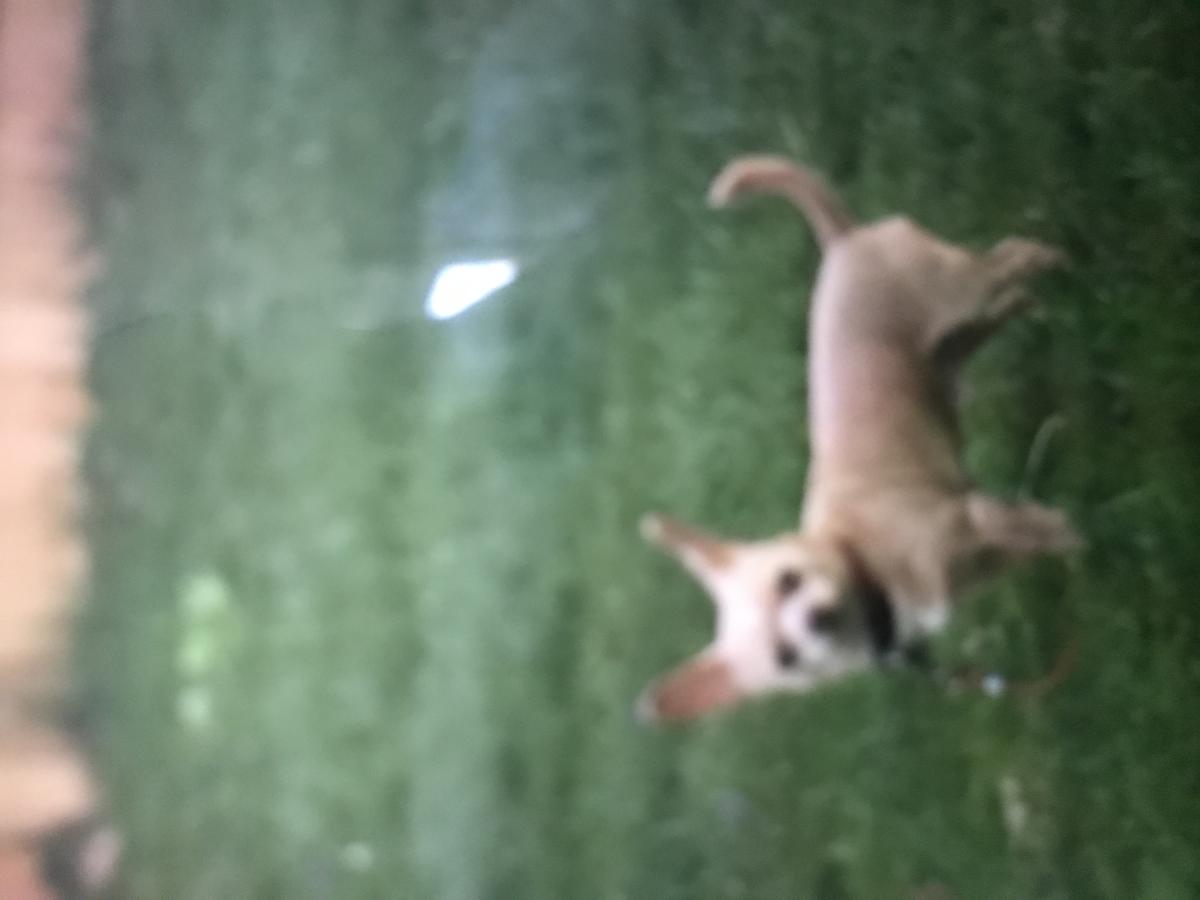 Image of Dingo, Lost Dog