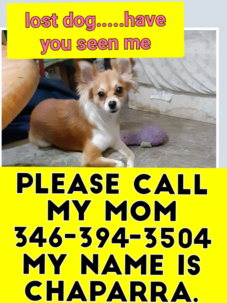 Image of Chaparra, Lost Dog