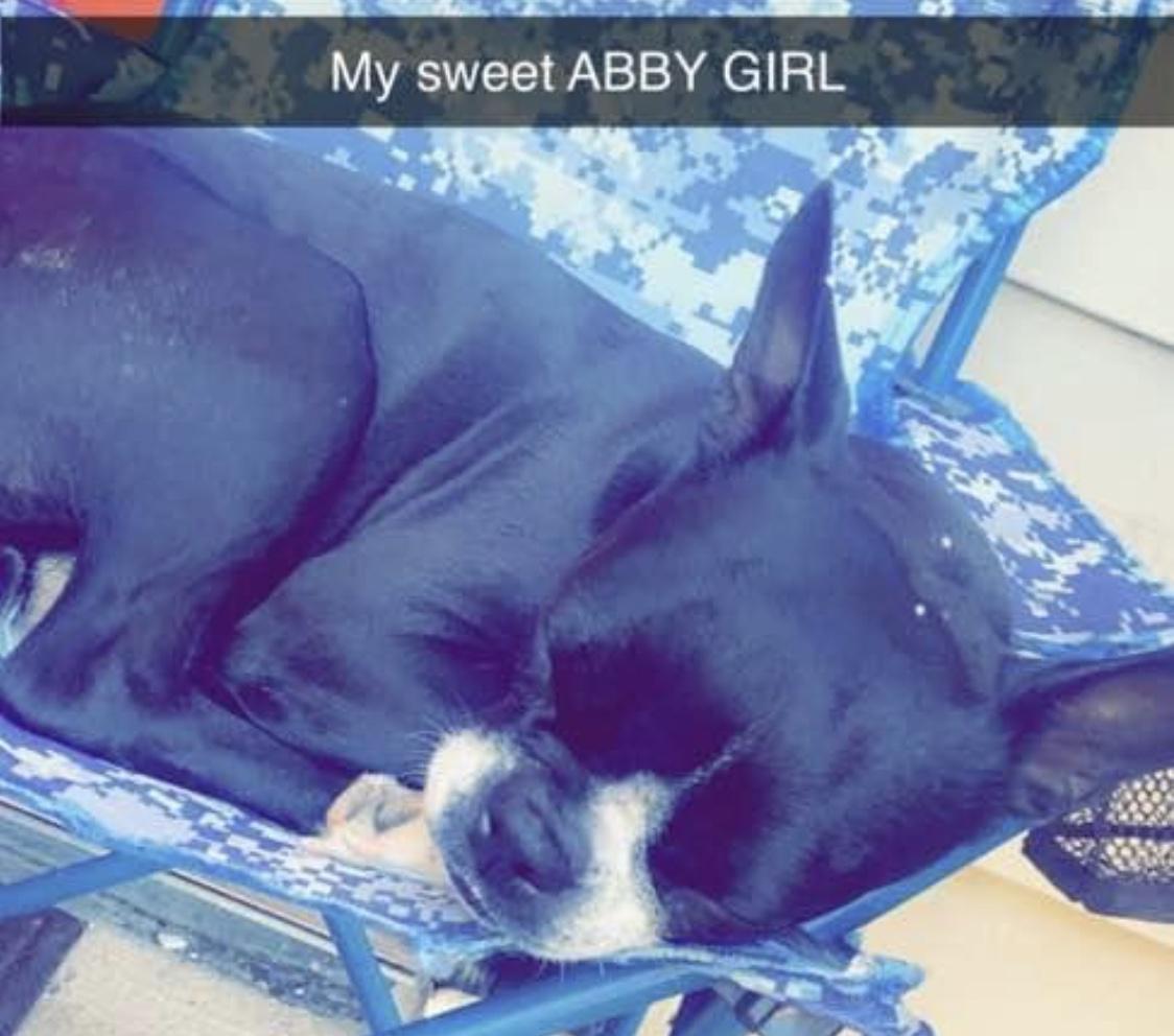 Image of Abbey, Lost Dog