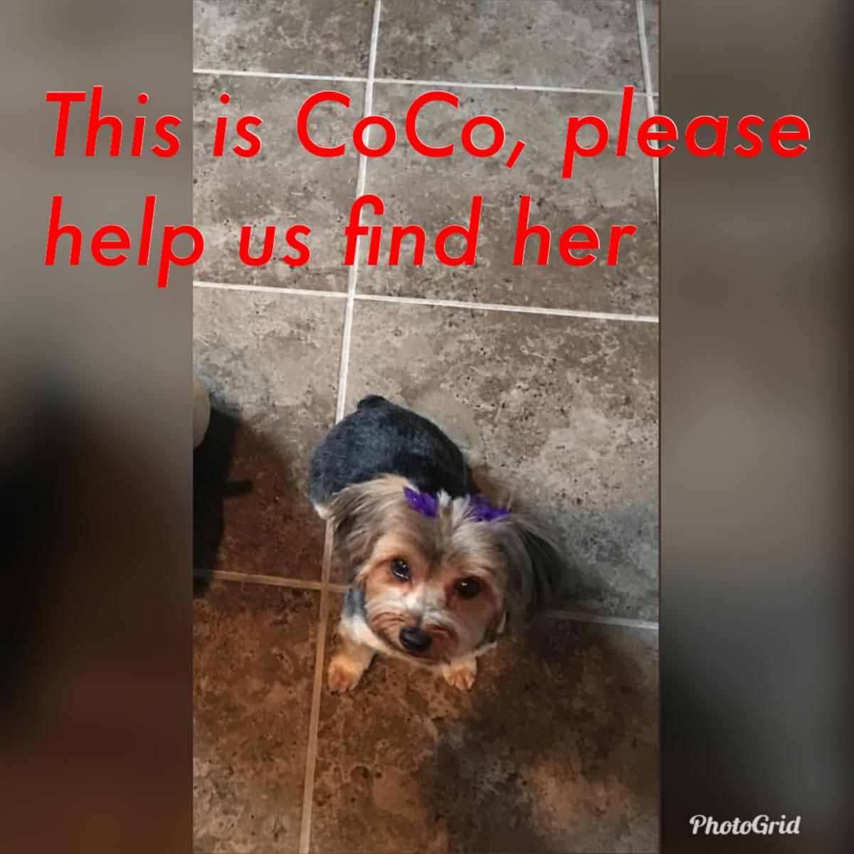 Image of CoCo, Lost Dog