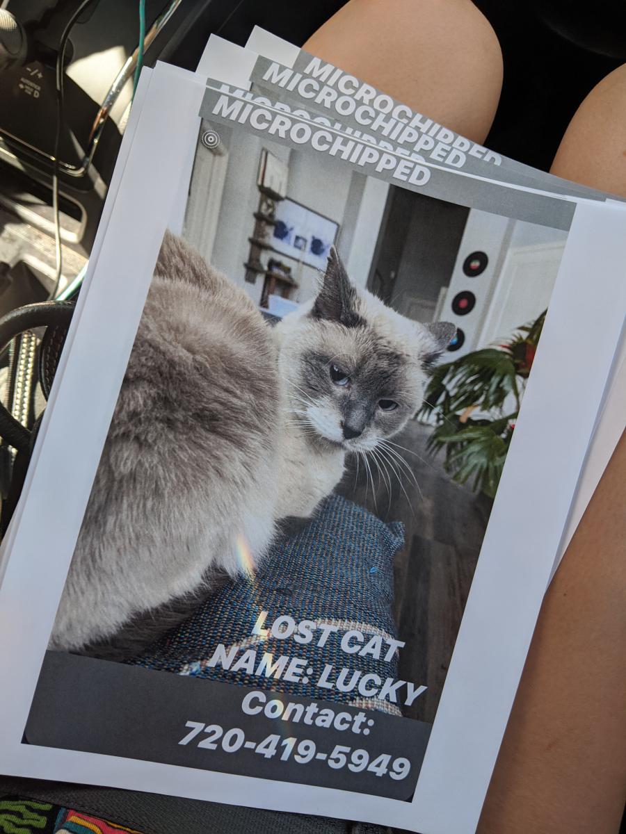 Image of LUCKY, Lost Cat