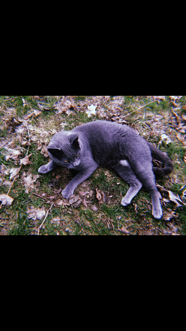 Image of bear, Lost Cat