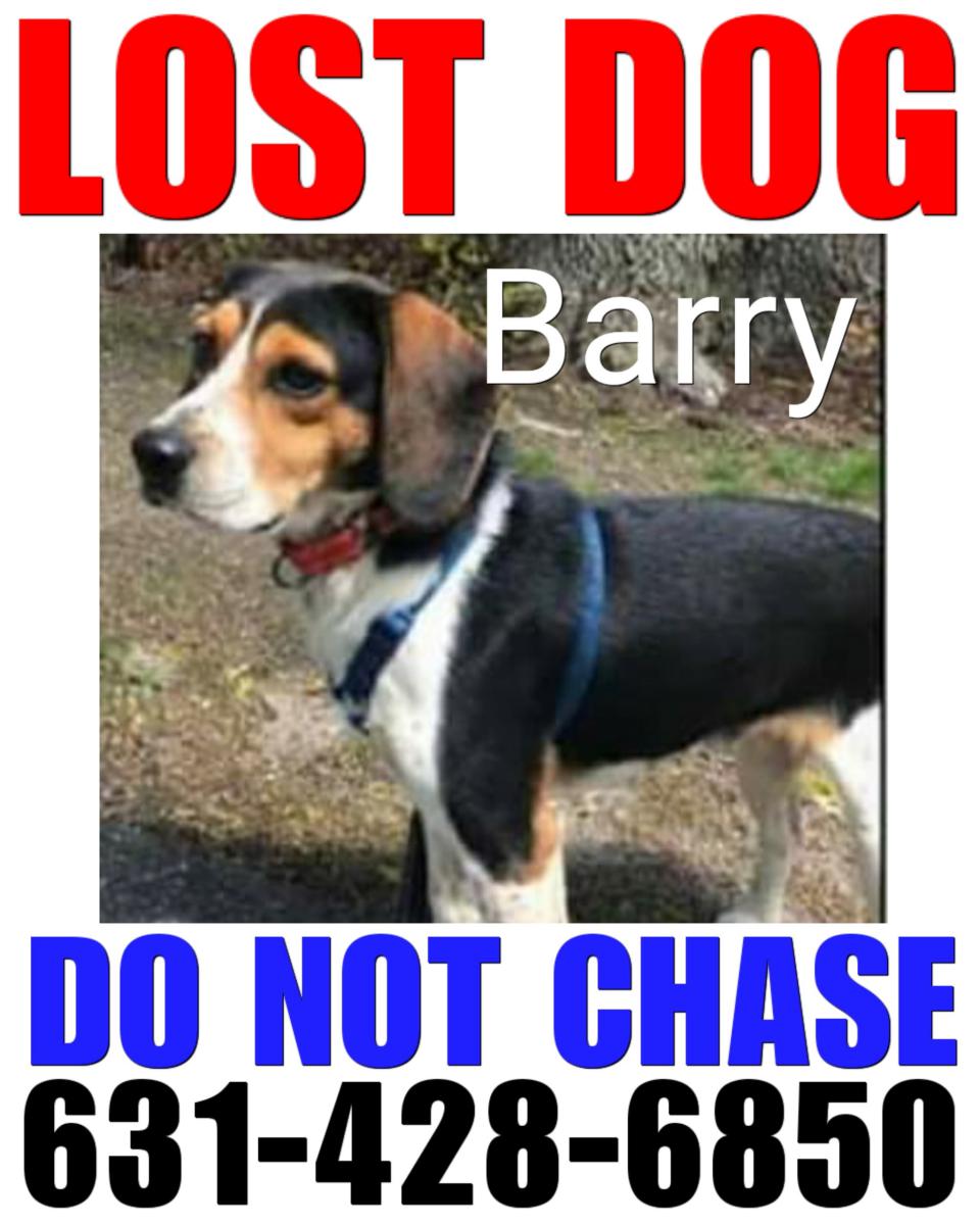 Image of Barry, Lost Dog