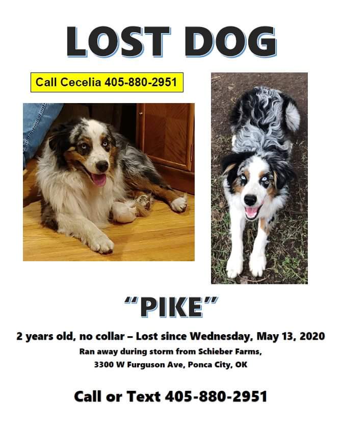 Image of Pike, Lost Dog