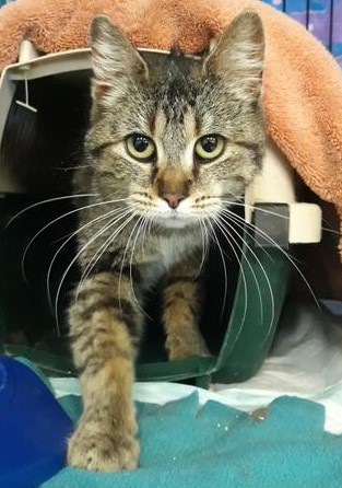 Image of Miau Miau (shelter), Found Cat