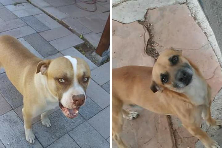 Image of MAXX AND PUFFY, Lost Dog