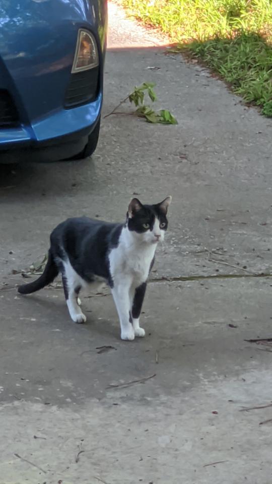 Image of Tavi, Lost Cat