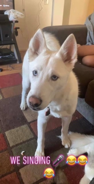 Image of Jasper, Found Dog
