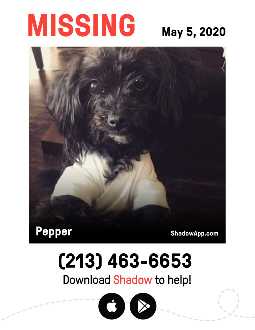 Image of Pepperchini, Lost Dog