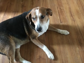 Image of Ford, Lost Dog