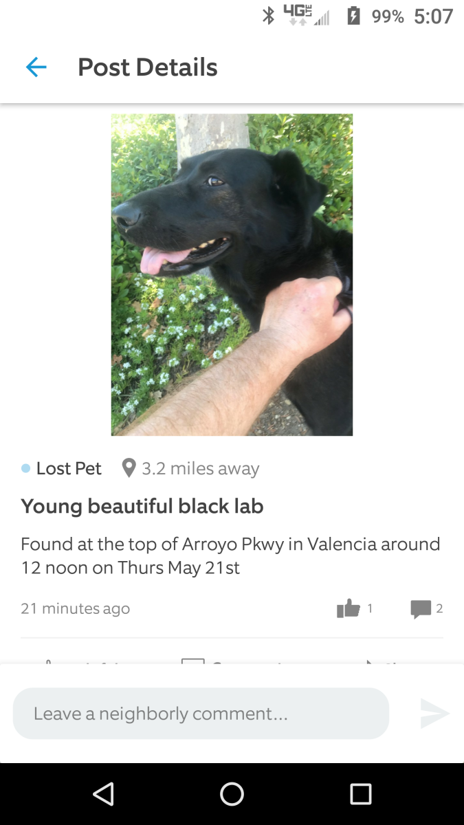 Image of Bla lab young, Found Dog