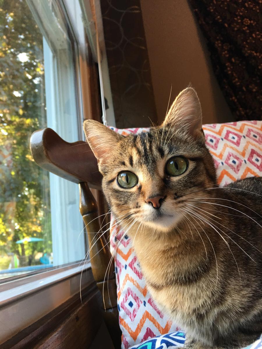 Image of Cleo, Found Cat