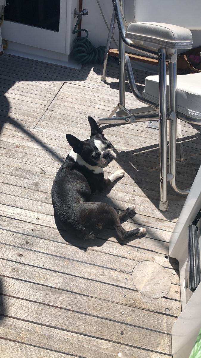 Image of June, Lost Dog