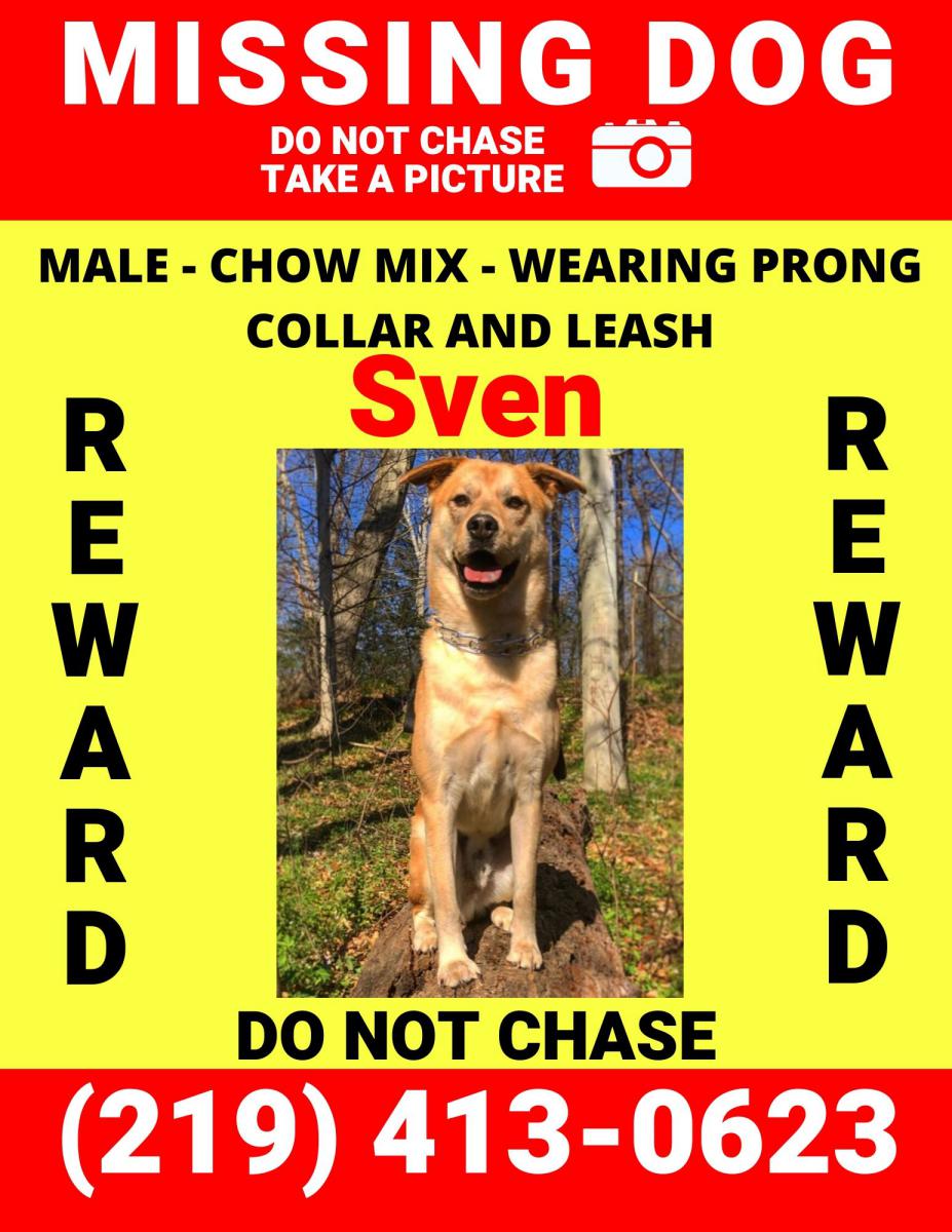 Image of Sven, Lost Dog