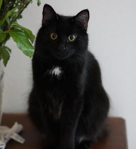 Image of Cos, Lost Cat