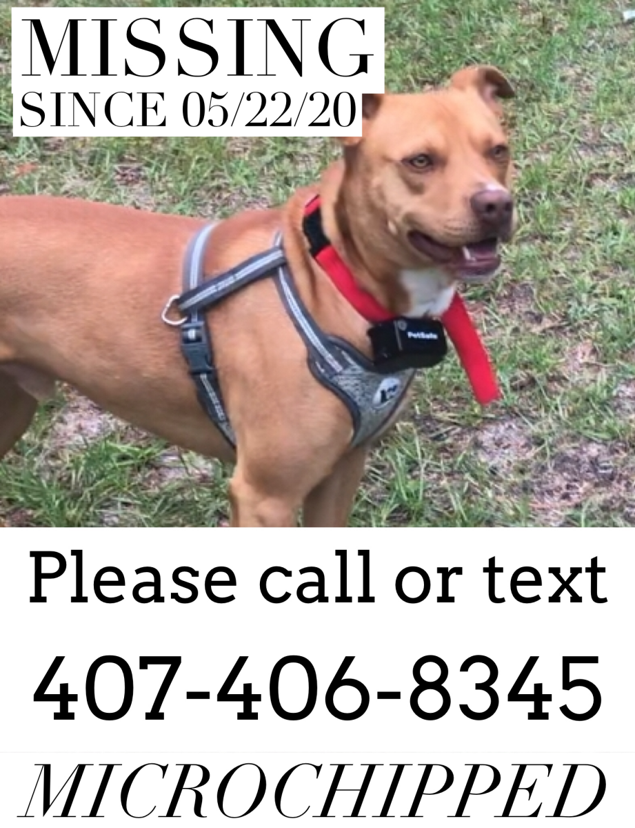 Image of Gage, Lost Dog