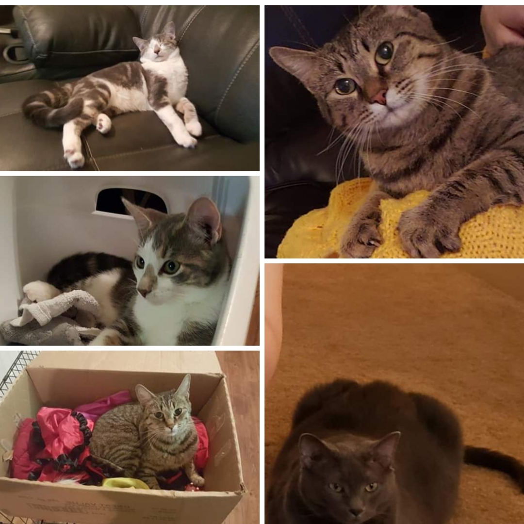 Image of 3 Lost Cats, Lost Cat