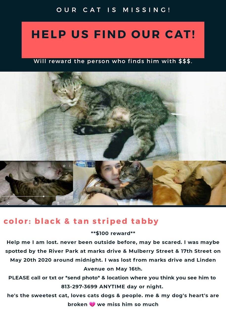 Image of mister Byrd, Lost Cat