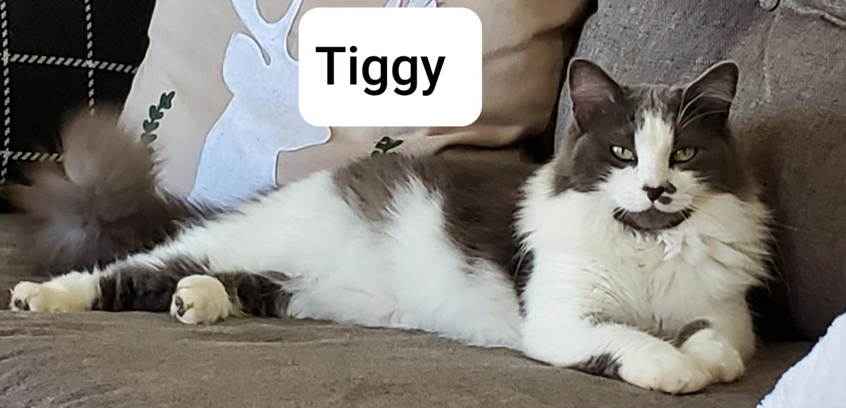 Image of Tiggy, Lost Cat